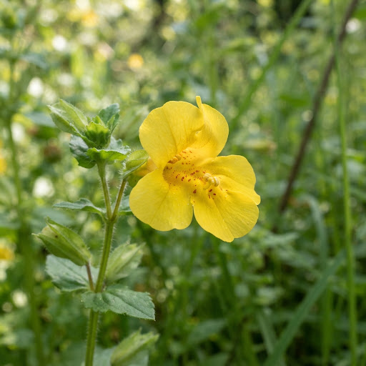 Mimulus (Губастик) — желтый цветок губастика