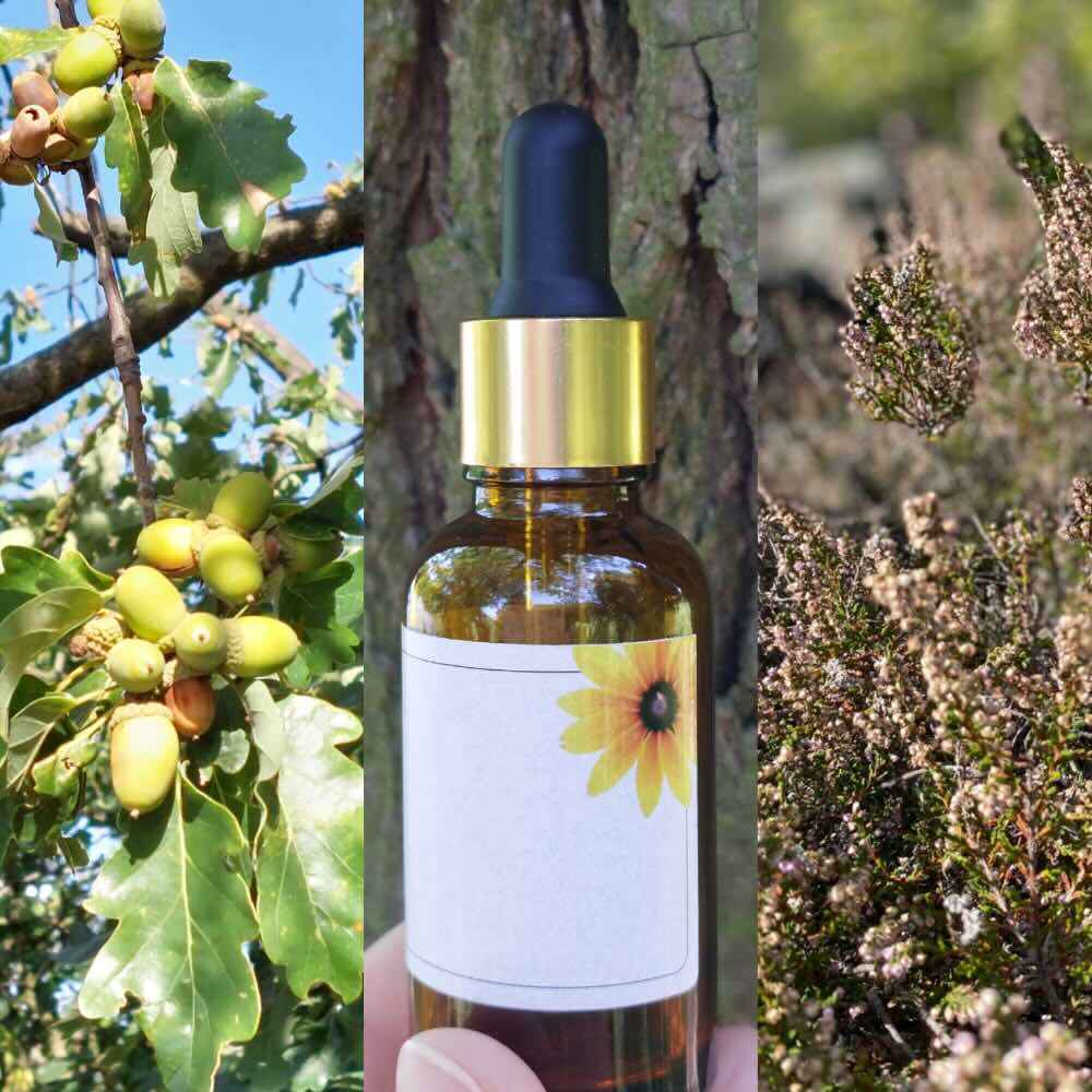 Дуб (эссенция Баха Oak), стеклянный флакон с пипеткой и вереск (эссенция Баха Heather) — источники классических капель доктора Баха